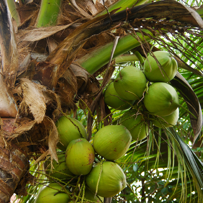 Coconuts green growing on palm