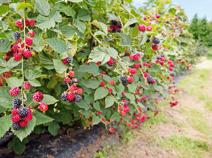 Berries growing