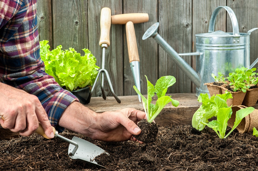 Lettuces Soil smll