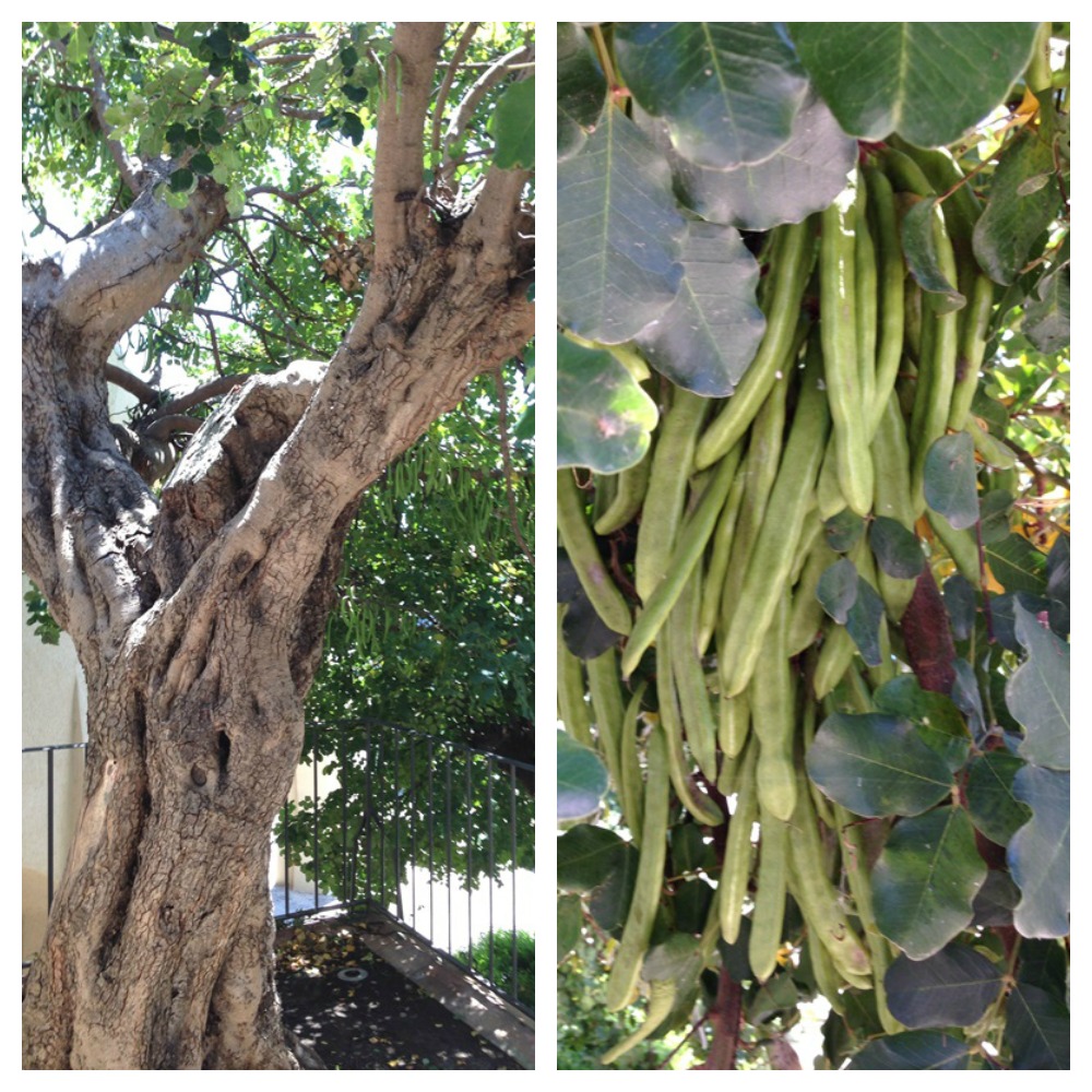 Carob tree Collage1000x1000