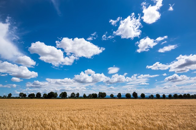 SMALL Barley Growing Clouds